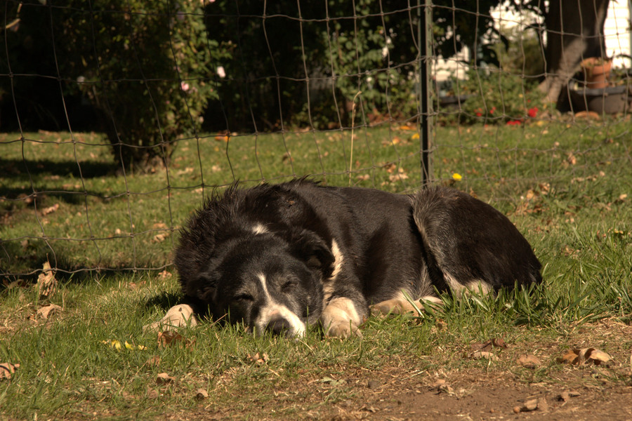 Ranch dog resting in grass