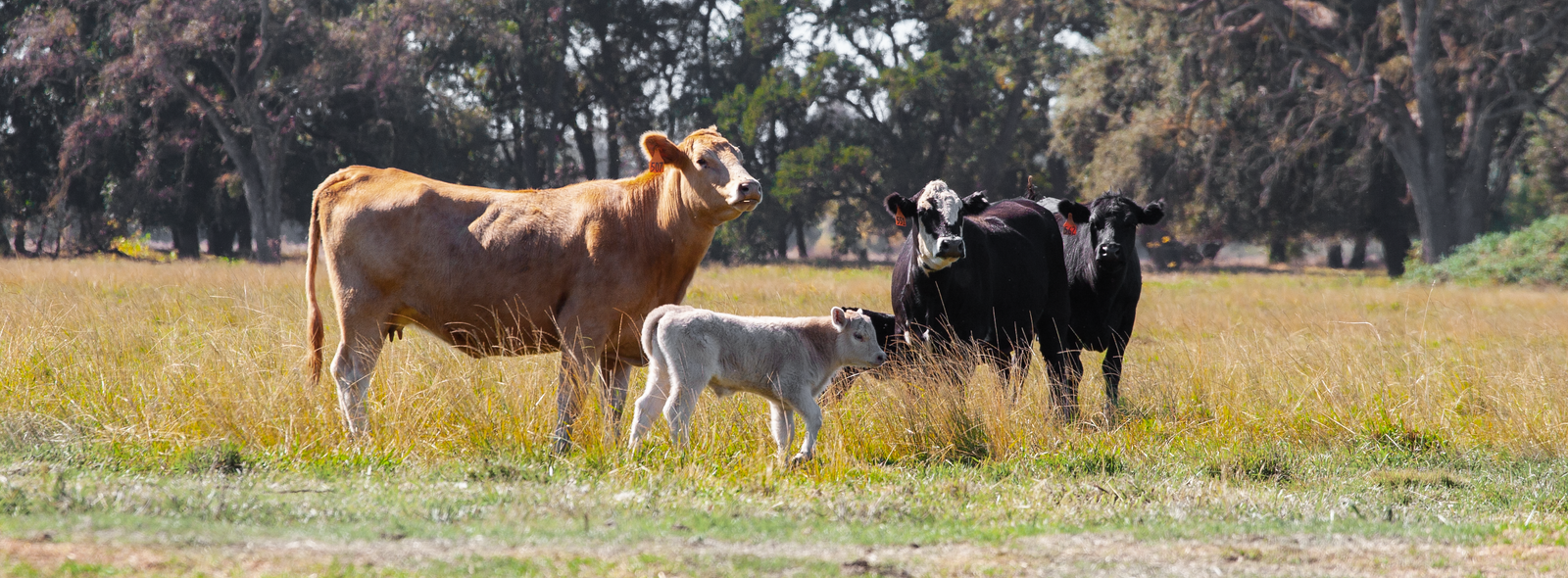 Cattle grazing at Mahon Ranch