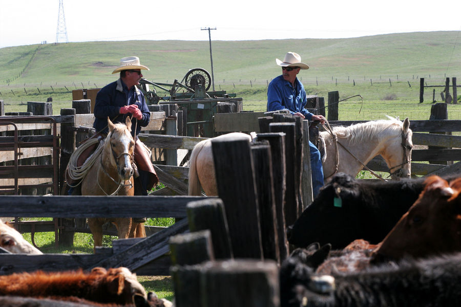 Mahon Ranch cattle